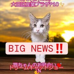 9/1（日）譲渡会。生後３か月ノルウェージャンフォレストキャット...