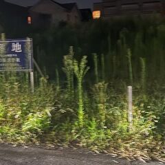 9/6日(金) 10時～14時 空き地草むしり