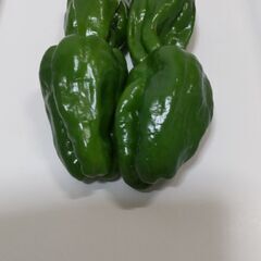 ピーマン   農薬不使用栽培  高グレコース栽培  