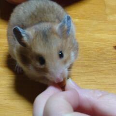 ハムスターメスの里親急募集