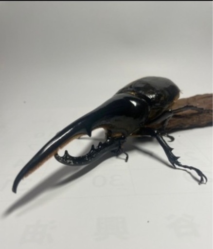 sena様と取引中①ヘラクレスオオカブト新成虫♂オス単品　遠方取引可能