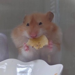 🐹ハムスターハウスの画像