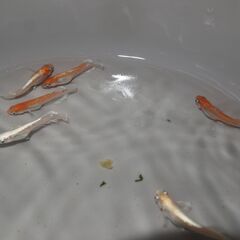 メダカ　予約済　レッドクリフ紅白　卵５０～６０位　卵トリーナー付きの画像