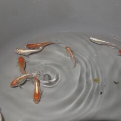 メダカ　予約済　レッドクリフ紅白　卵５０～６０位　卵トリーナー付きの画像