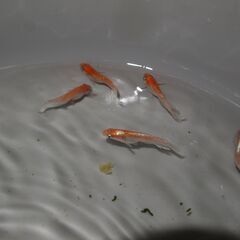 メダカ　予約済　レッドクリフ紅白　卵５０～６０位　卵トリーナー付きの画像