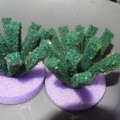 メダカ　予約済　レッドクリフ紅白　卵５０～６０位　卵トリーナー付きの画像