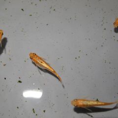 メダカ　予約済　サンシャイン　卵　50個～　卵トリーナー付き