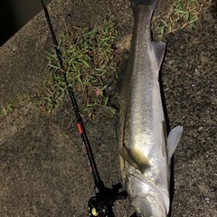 近くの釣り友