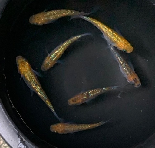 ①メダカ　月弓　2ペア＋1匹(画像個体より)