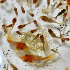 丹頂🐟