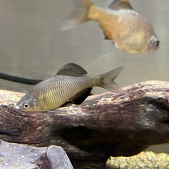 アブラボテ　4匹　日淡　淡水魚　川魚の画像