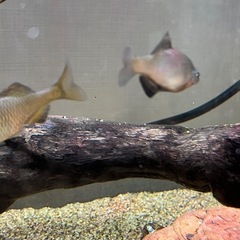 アブラボテ　4匹　日淡　淡水魚　川魚の画像