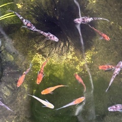 メダカ稚魚　各種　1000円均一　　の画像