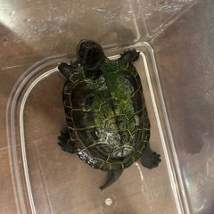 亀の里親募集します
