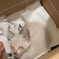 2ヶ月　メス猫