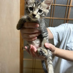 生後２ヶ月の子猫③
