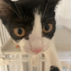 ハチワレ（女の子）お鼻の下に●ちょっとぶち猫