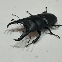本土ヒラタクワガタ