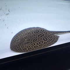 [お引取り商談中]クロコダイルスティングレイ(アルビノヘテロ)の画像