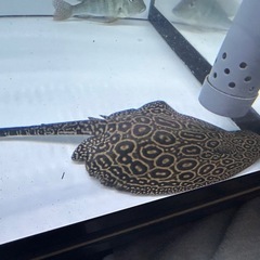 [お引取り商談中]クロコダイルスティングレイ(アルビノヘテロ)の画像