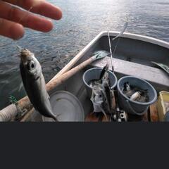 海のボート釣り（手漕ぎ）仲間募集！