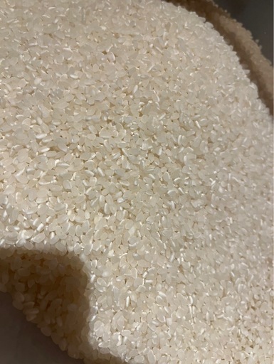 京都産 キヌヒカリ 10kg