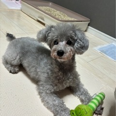 犬猫慣れてます🙆‍♀️可愛いシルバープードル🐩