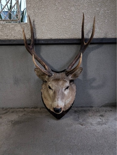 鹿 ニホンジカ 剥製 ハンティングトロフィー 壁掛け アンティーク