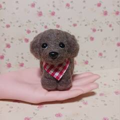 小さなミックス犬　混合毛羊毛の画像