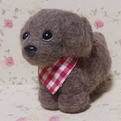 小さなミックス犬　混合毛羊毛の画像