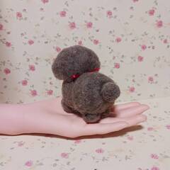 小さなミックス犬　混合毛羊毛の画像