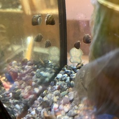 ①ヒメタニシ 10匹