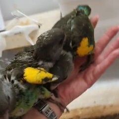 ムラクモインコ EU CB ヤング