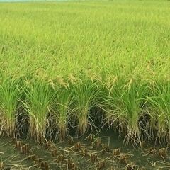 残り1袋のみ！/2023年度　/ 自家消費用「玄米ヒノヒカリ」3...