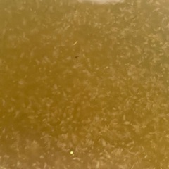 🐸825) メダカ生き餌ミジンコ特盛大量追加配布❣️限定5本❣️の画像