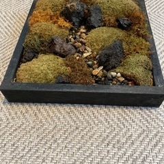 苔　moss アート　ウォールの画像