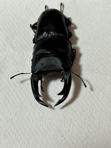 国産オオクワガタ