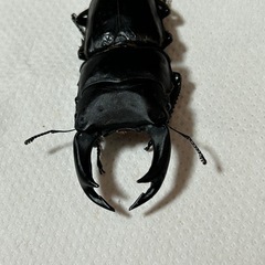 国産オオクワガタ