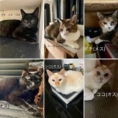 🐈6匹の可愛い猫ちゃん🐈‍⬛里親さまを募集しています