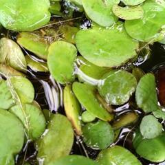 浮遊性水草 3種の画像