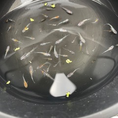 決まりました！メダカ 三色ラメ幹之   