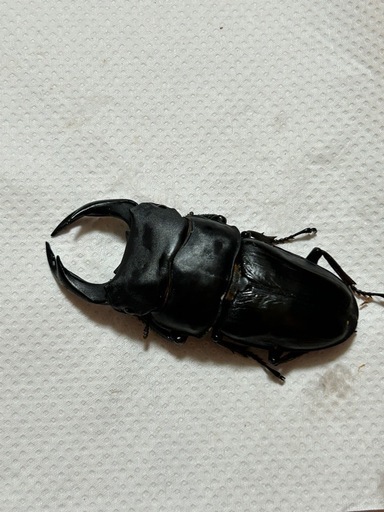 国産オオクワガタ