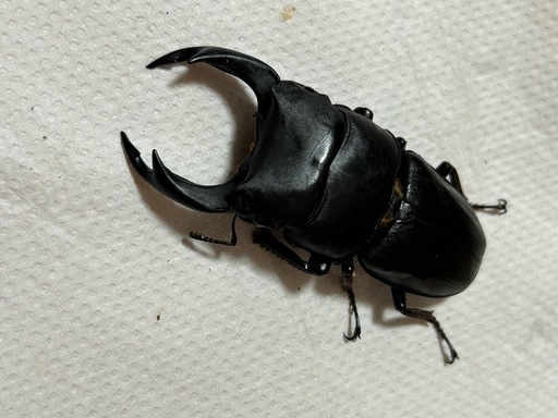 国産オオクワガタ