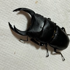 国産オオクワガタ