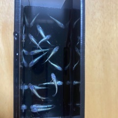 ネプチューン1匹500円