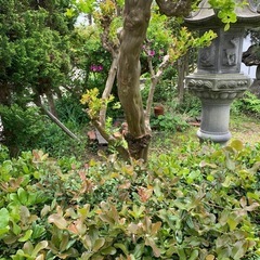 植栽、庭石差し上げますの画像
