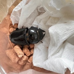 オオクワガタ　能勢YG  メス３匹　新成虫　