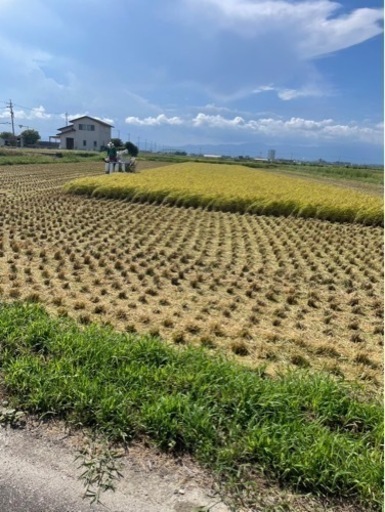 こだわりの自家製米　安心安全　令和6年新米　コシヒカリ　30kg 10,000円