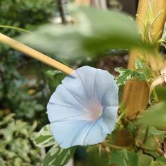 変化朝顔のタネの画像