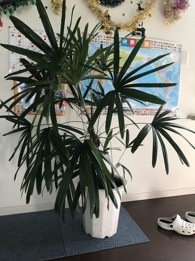 観音竹　カンノンチク　観葉植物 大きい　